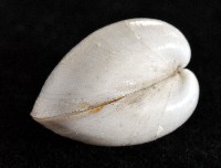 白玉杓蛤藏品圖，第4張