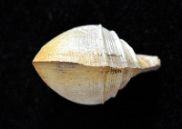 寶島杓蛤藏品圖，第2張