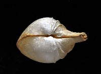 寶島杓蛤藏品圖，第3張