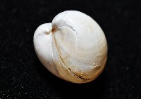 渾滾砂蛤藏品圖，第4張