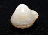 渾滾砂蛤藏品圖，第5張