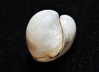 渾滾砂蛤藏品圖，第6張