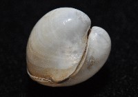 渾滾砂蛤藏品圖，第7張