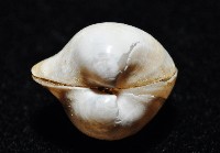 渾滾砂蛤藏品圖，第8張