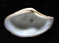 大溪彎錦蛤藏品圖，第4張