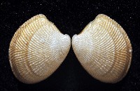 深海銀錦蛤藏品圖，第3張