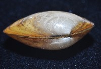 神奇銀錦蛤藏品圖，第2張