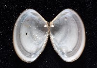 神奇銀錦蛤藏品圖，第4張