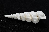 新種海螄螺藏品圖，第2張