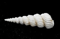 新種海螄螺藏品圖，第3張