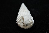 新種海螄螺藏品圖，第4張