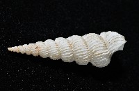 新種海螄螺藏品圖，第2張
