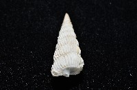 新種海螄螺藏品圖，第4張