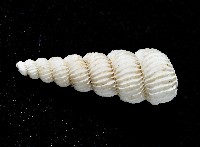 新種海螄螺藏品圖，第2張