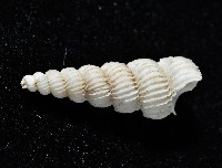 新種海螄螺藏品圖，第3張