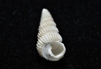 新種海螄螺藏品圖，第4張