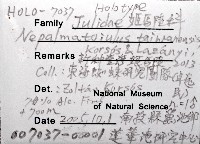 新種臺灣姬馬陸藏品圖，第7張
