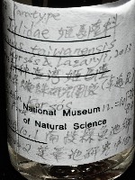 新種臺灣姬馬陸藏品圖，第6張