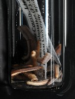 新種臺灣姬馬陸藏品圖，第8張