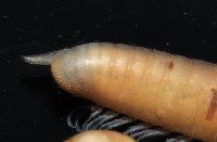 新種福爾摩沙姬馬陸藏品圖，第3張