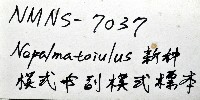 新種福爾摩沙姬馬陸藏品圖，第6張