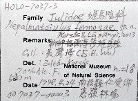 新種福爾摩沙姬馬陸藏品圖，第7張