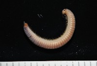 新種八重山姬馬陸藏品圖，第6張