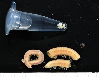 新種福爾摩沙姬馬陸藏品圖，第4張