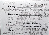 新種福爾摩沙姬馬陸藏品圖，第5張