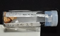 新種福爾摩沙姬馬陸藏品圖，第7張