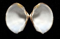 黃錦蛤藏品圖，第2張