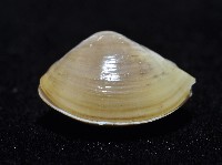 黃錦蛤藏品圖，第3張
