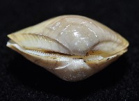 黃錦蛤藏品圖，第4張