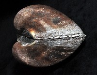 圓魁蛤藏品圖，第4張