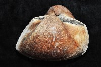圓魁蛤藏品圖，第8張