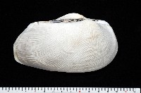 半扭魁蛤藏品圖，第2張