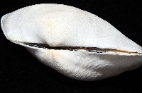半扭魁蛤藏品圖，第4張
