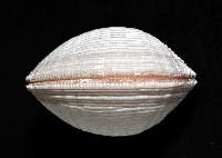 花籃蛤藏品圖，第4張