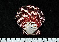 油畫海扇蛤藏品圖，第1張