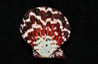 油畫海扇蛤藏品圖，第2張