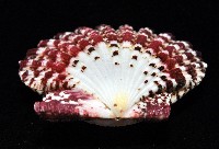 油畫海扇蛤藏品圖，第4張