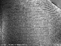 白玉蝸牛藏品圖，第1張