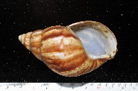 白玉蝸牛藏品圖，第5張
