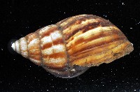 白玉蝸牛藏品圖，第6張