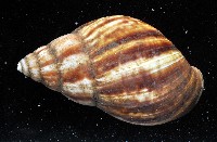 白玉蝸牛藏品圖，第7張