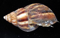 白玉蝸牛藏品圖，第7張