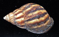 白玉蝸牛藏品圖，第8張