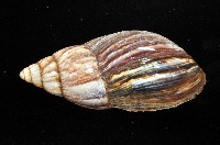虎紋非洲大蝸牛藏品圖，第3張