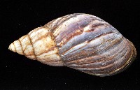 虎紋非洲大蝸牛藏品圖，第4張