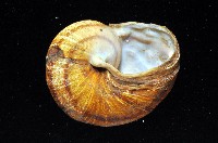庭園蝸牛藏品圖，第7張